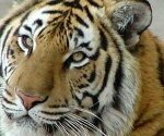 В Якутске от отравления скончались 8 тигров и львица