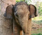 В США слоненок напал на работника зоопарка