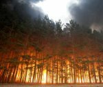 Количество лесных пожаров стремительно растет