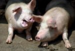 Свиной грипп обнаружили в Нидерландах