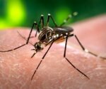 Комаров успешно заразили вольбахией для борьбы с лихорадкой денге