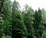 Защитники Химкинского леса пожаловались Медведеву