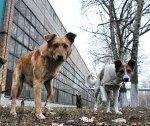 В Москве стая собак напала на мужчину
