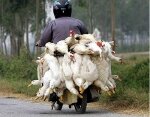 В Пекине приняты чрезвычайные меры вследствие "птичьего гриппа"