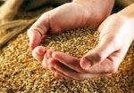 Россия собрала рекордный за 18 лет урожай зерна