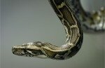 Ученые развенчали миф о глухоте змей