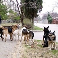 В Москве разрабатывают систему учета домашних животных
