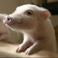 В Россию запретили ввоз живых немецких свиней