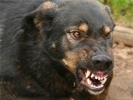 В Новочеркасске собаки загрызли семилетнего мальчика
