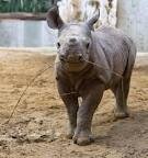 В зоопарке Сан-Диего появился новый житель - двухмесячный носорог по имени ...