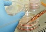 Американским ученым удалось произвести яйцеклетку человека из стволовых кле ...