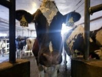 Эпидемия коровьего бешенства в США