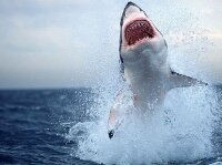 Серия нападений белых акул в Австралии