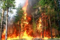 Лесные пожары в Сибири распространились более чем на 10 тысяч гектаров