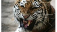 Во Владивостоке отмечают день тигра