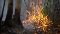 Служба тушения лесных пожаров создана в Забайкалье
