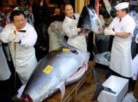 Рекордные 1,35 миллиона евро отдали за одного тунца