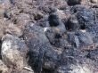 Молниия убила 355 овец в Киргизии