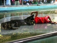 Крокодил укусил за голову тайского дрессировщика 