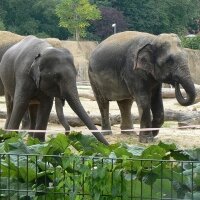 Киевский зоопарк обзаведется тремя слонами